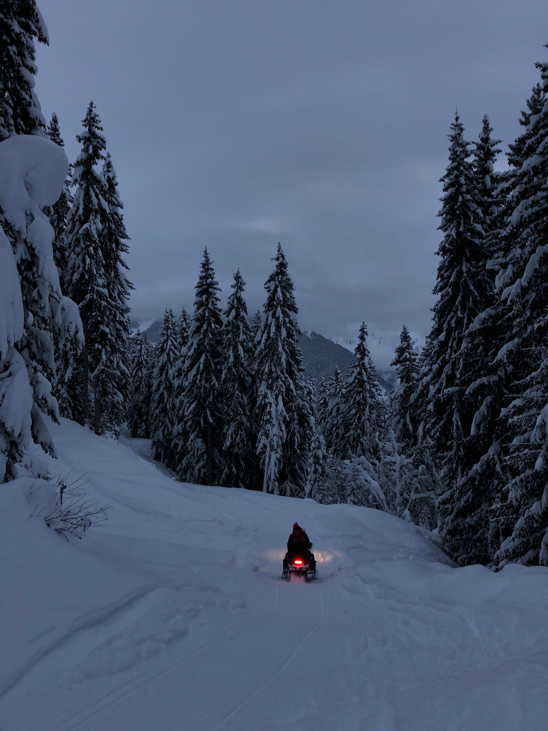 A track through snow-covered conifers in the Swiss alps