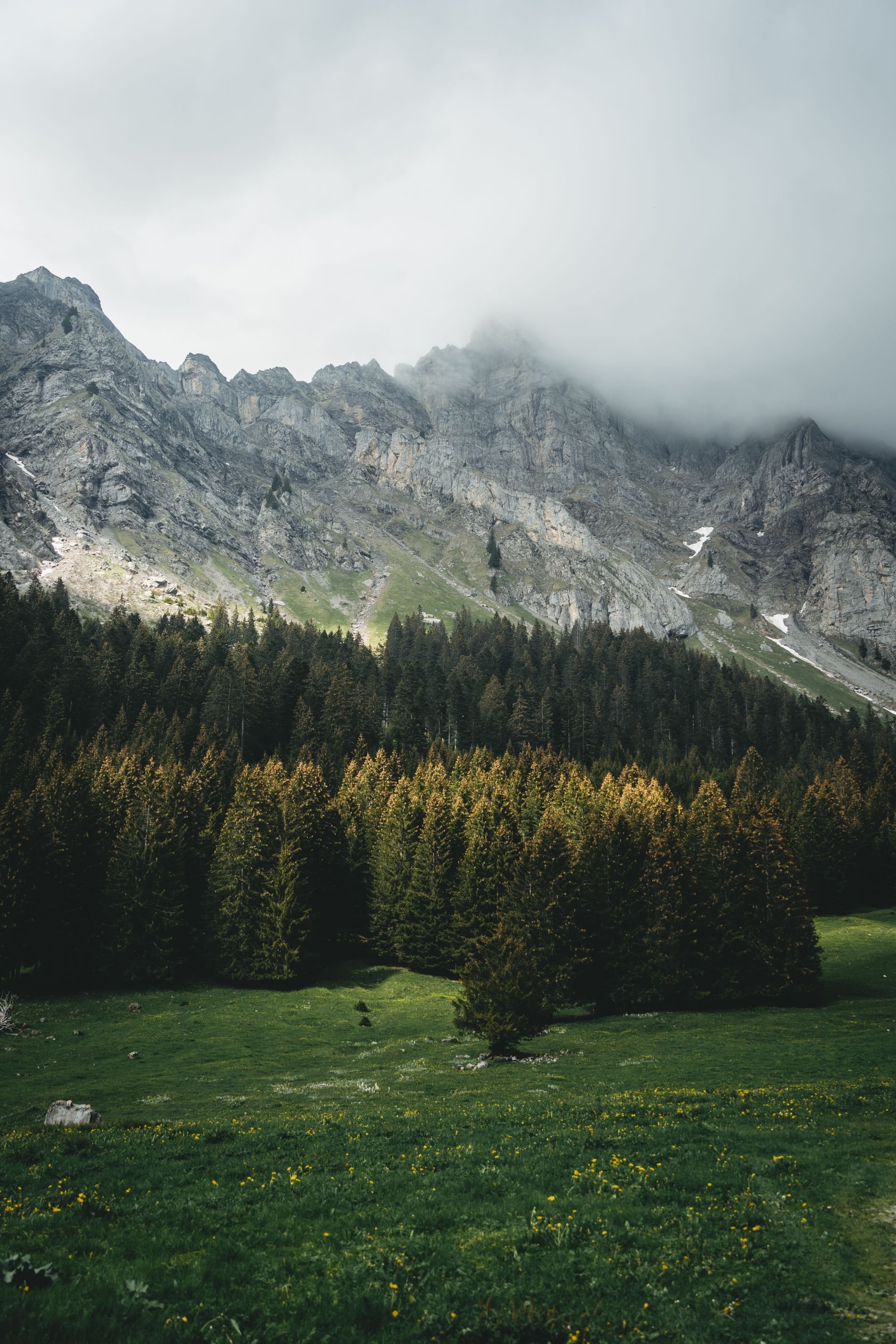 Pine forest below Swiss mountains under overcast light
